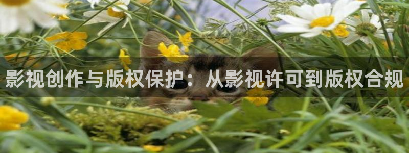 亚洲成人理论电影：影视创作与版权保护：从影视许可到版权合规